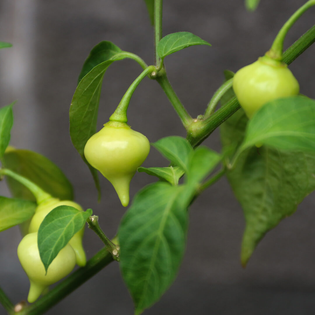 Biquinho (Yellow) Seeds