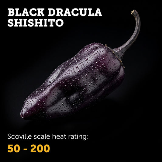 Ripe red Black Dracula Shishito chilli pepper