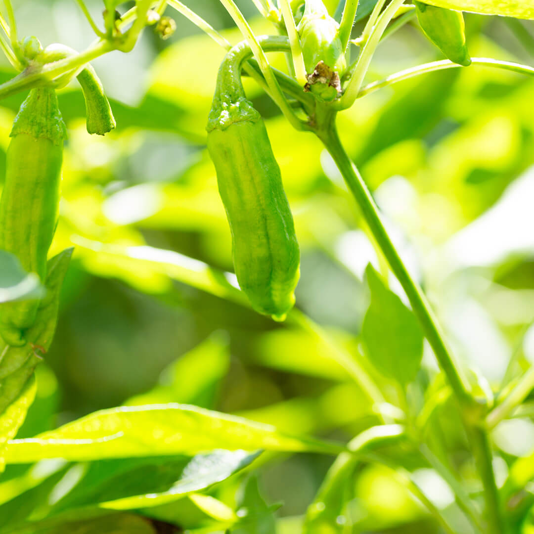 Black Dracula Shishito Seeds