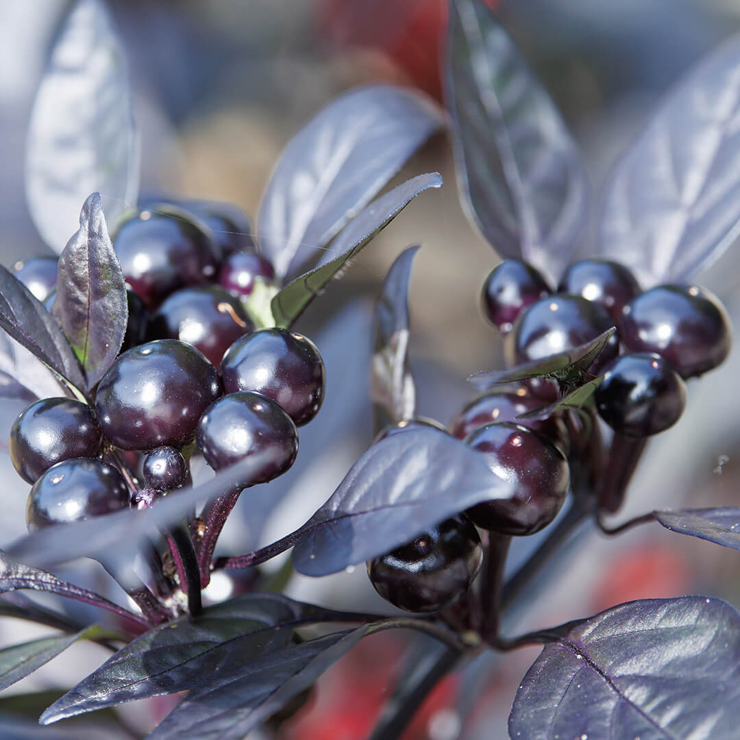 Black Pearl Seeds