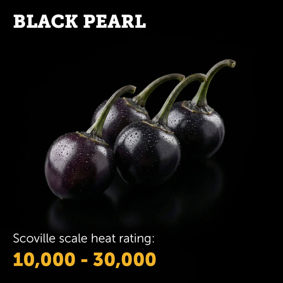 Ripe red Black Pearl chilli pepper