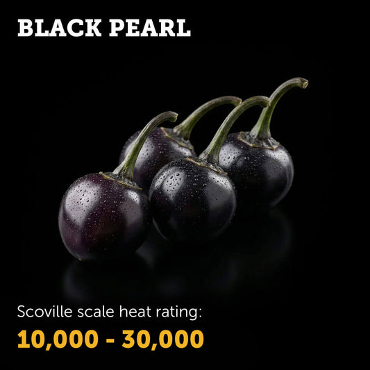 Ripe red Black Pearl chilli pepper