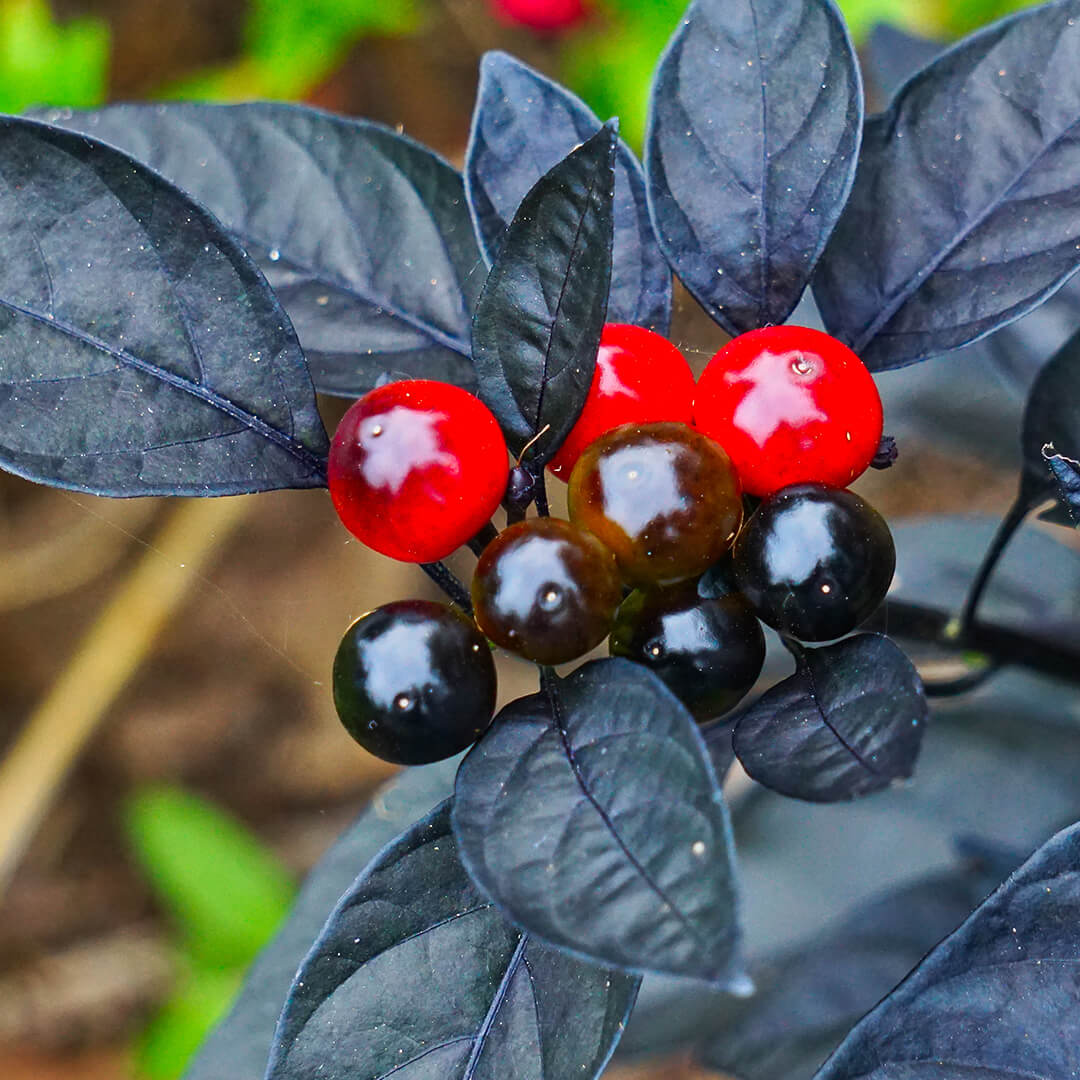 Black Pearl Seeds