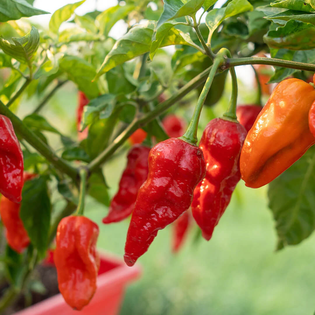 Bubblegum Naga Seeds