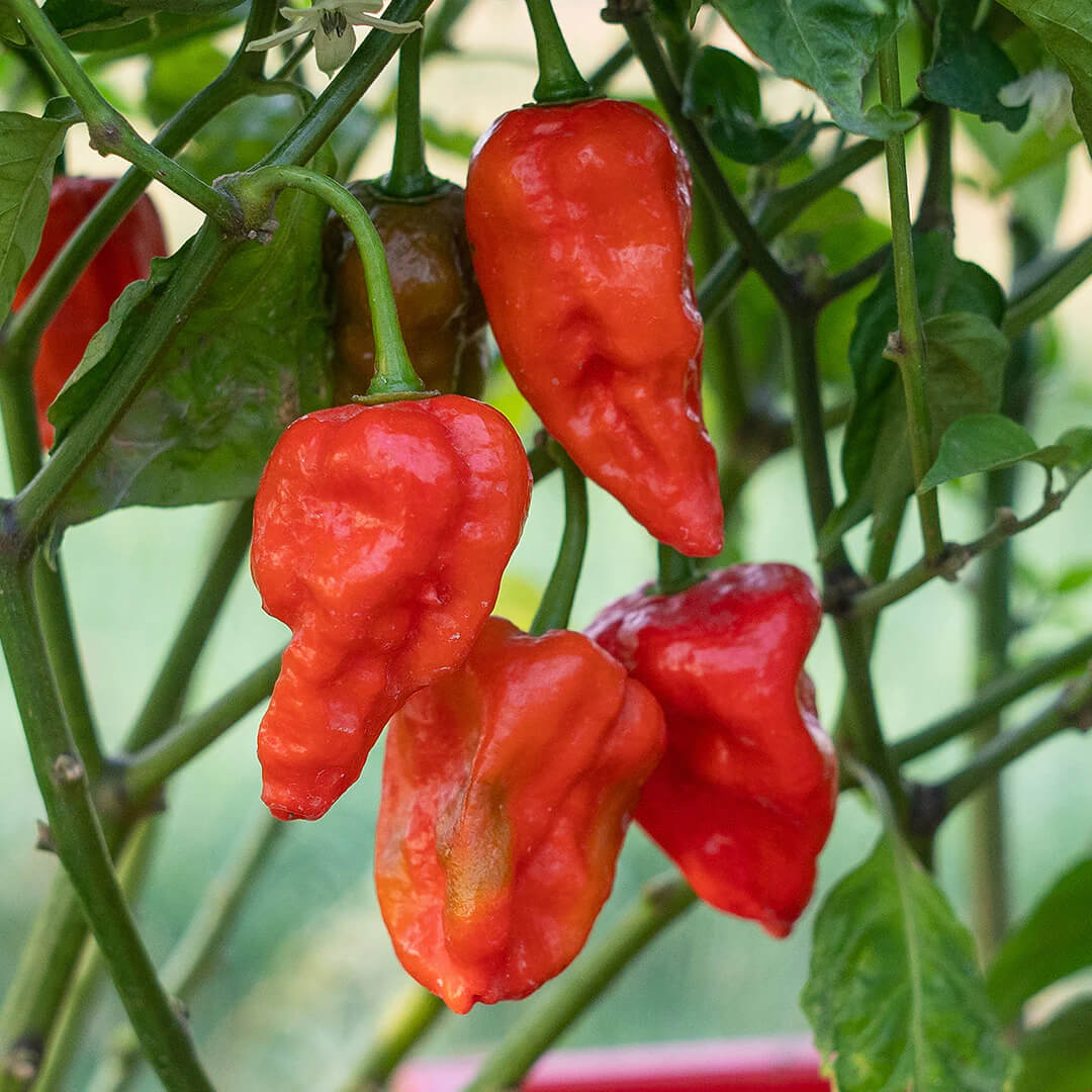 Bubblegum Naga Seeds