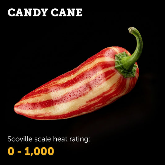 Ripe red Candy Cane chilli pepper