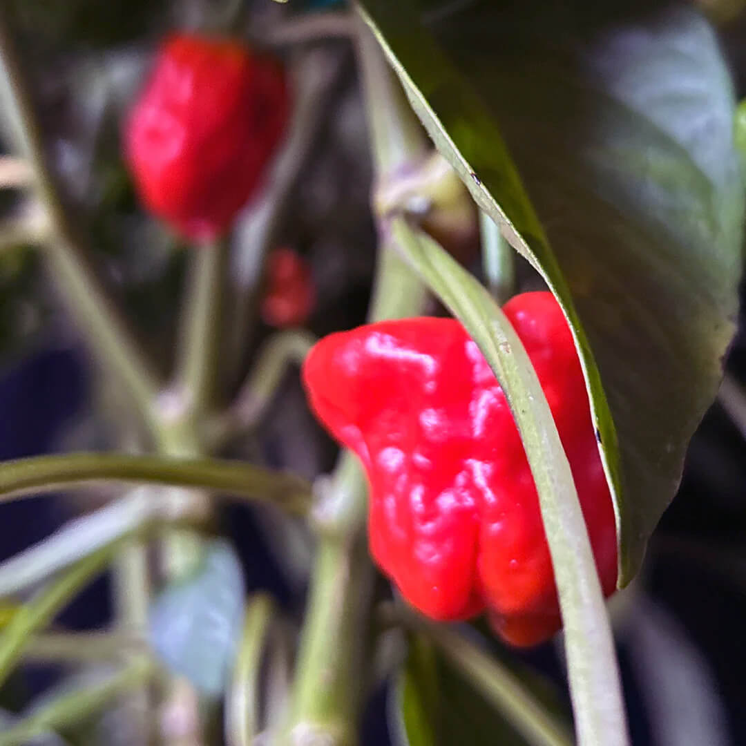 Cap Mushroom (Red) Seeds