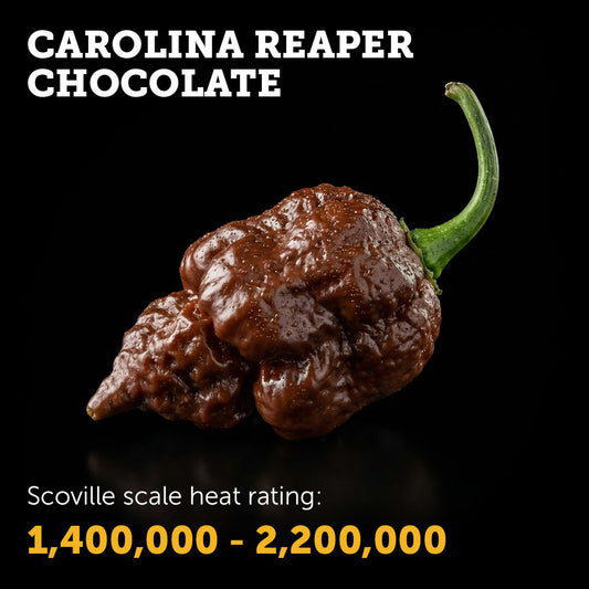 Ripe Chocolate Carolina Reaper chilli pepper