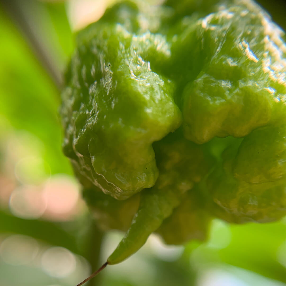Carolina Reaper (Chocolate) Seeds