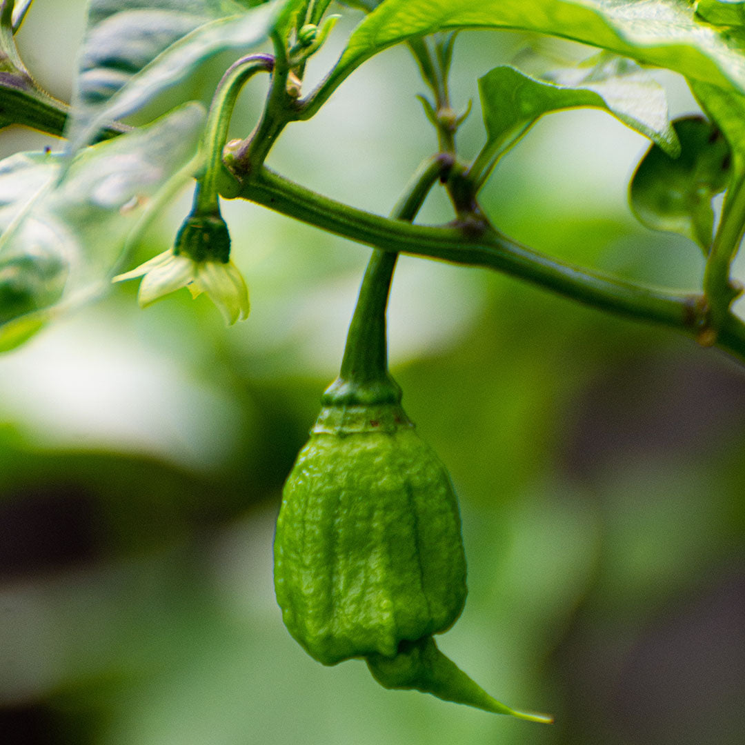 Carolina Reaper (Golden) Seeds