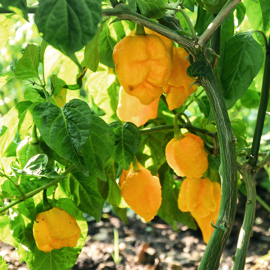 Carolina Reaper (Golden) Seeds