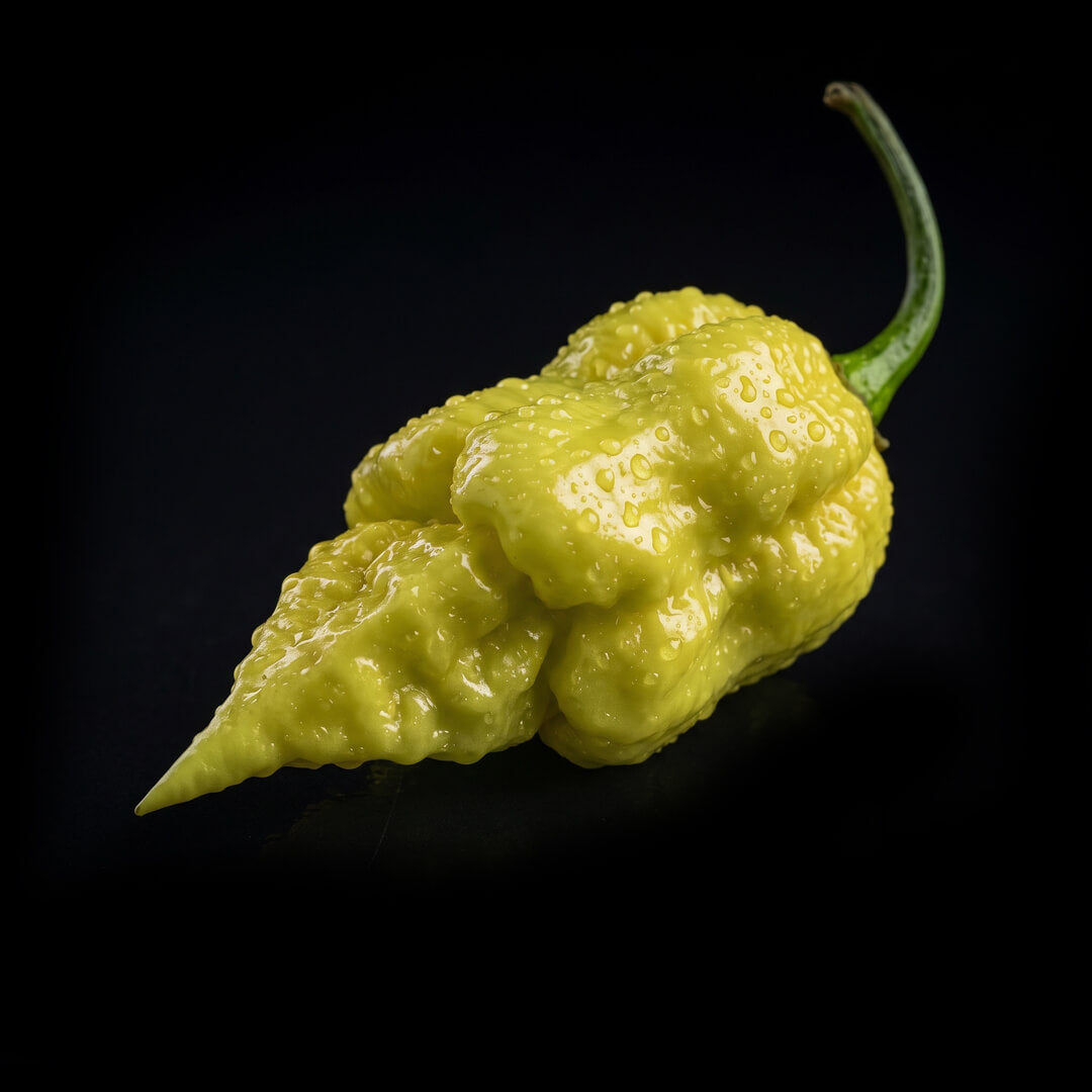 Unripe green Golden Carolina Reaper chilli pepper
