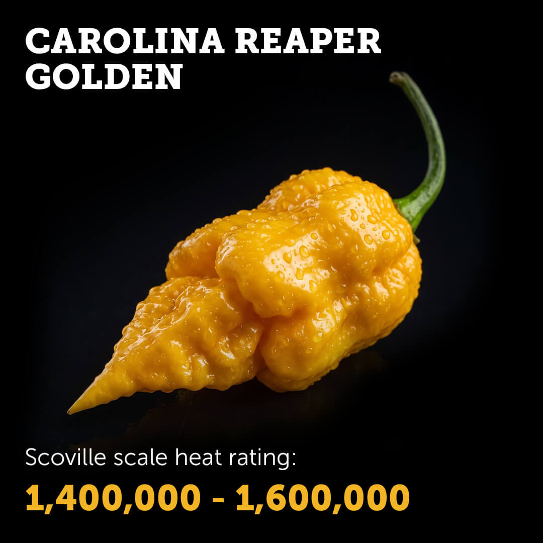 Ripe golden yellow Carolina Reaper chilli pepper