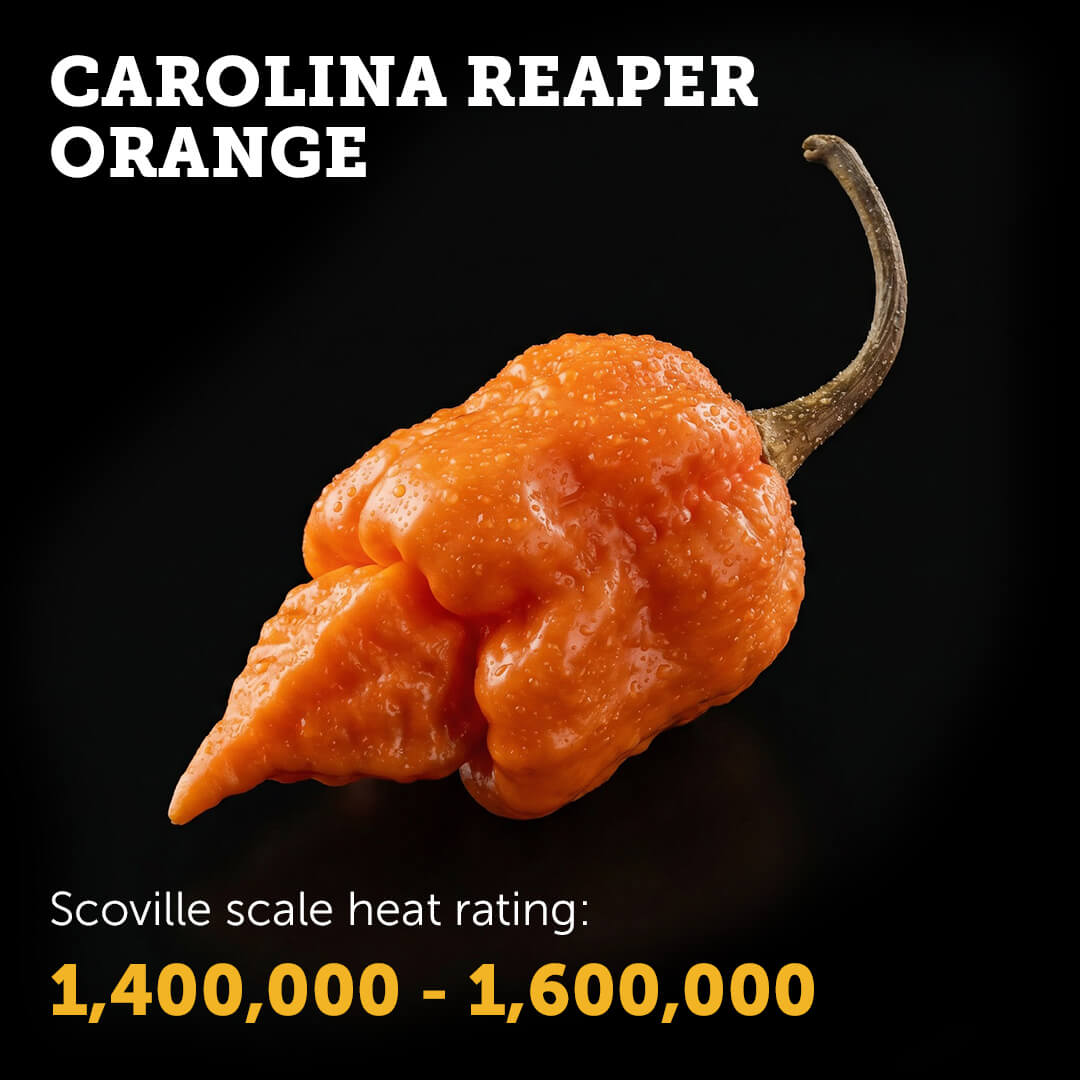 Ripe Orange Carolina Reaper chilli pepper