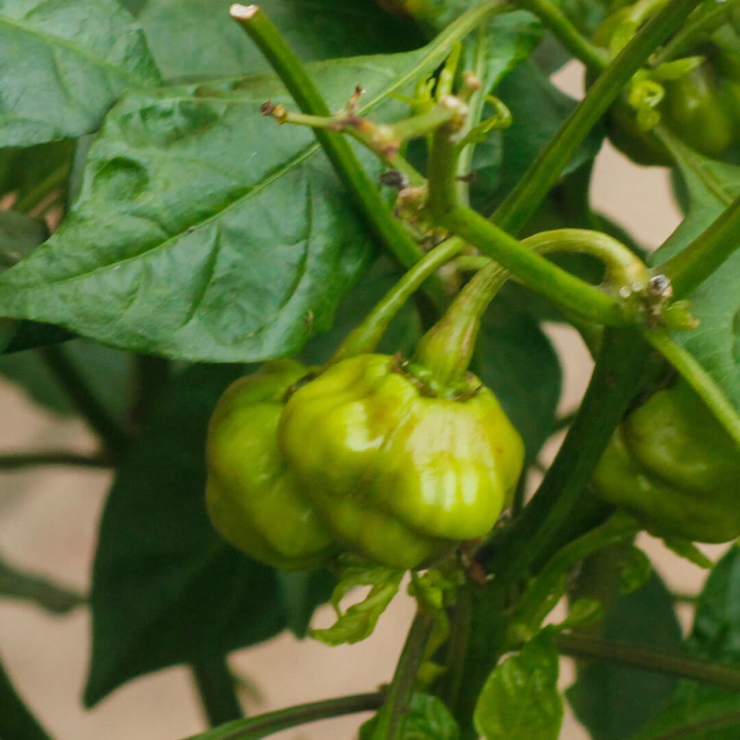 Carolina Reaper (Orange) Seeds