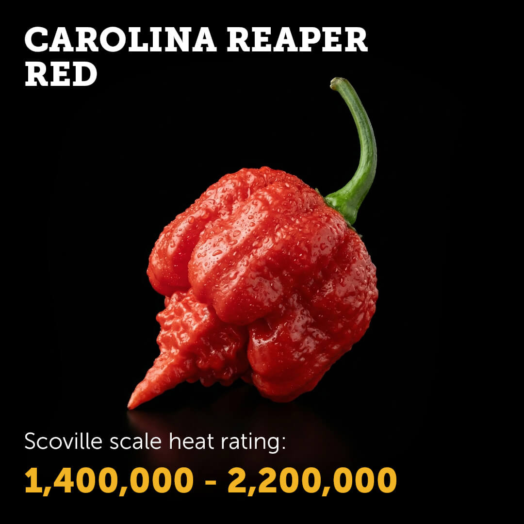 Ripe Red Carolina Reaper chilli pepper