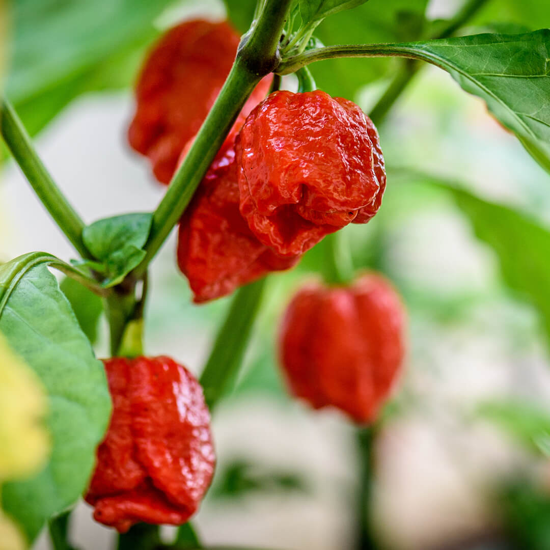 Carolina Reaper (Red) Seeds