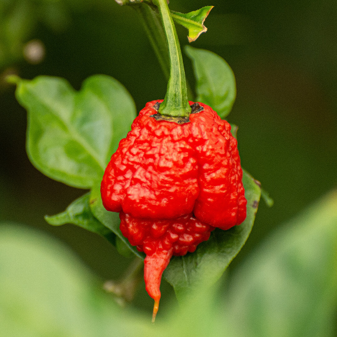 Carolina Reaper (Red) Seeds