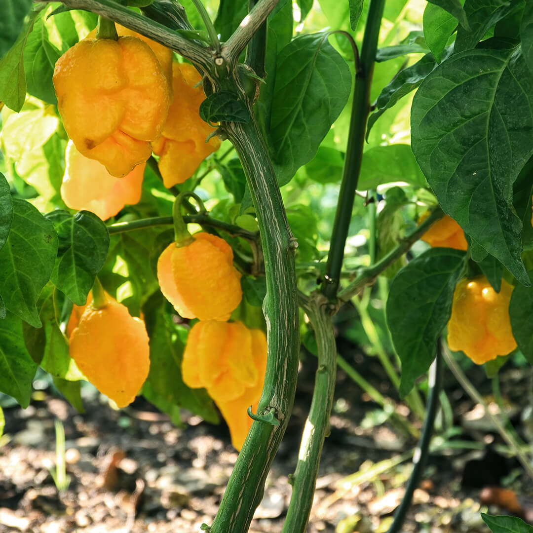 Carolina Reaper (Yellow) Seeds