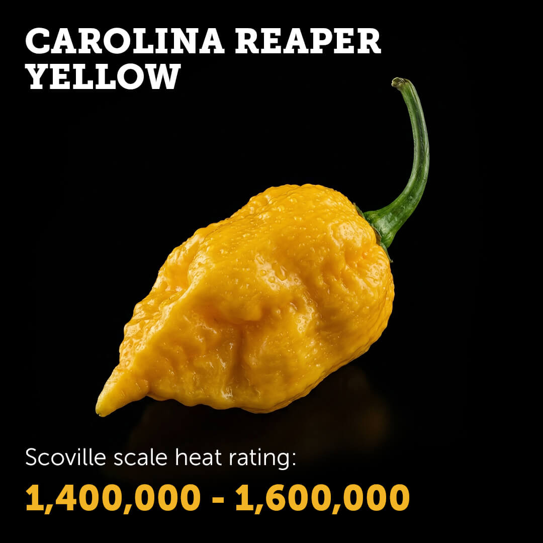 Ripe Yellow Carolina Reaper chilli pepper