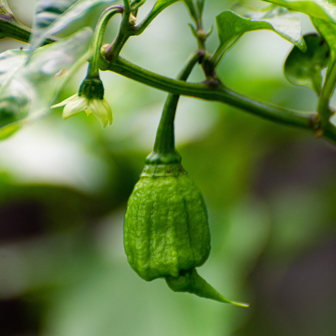 Carolina Reaper (Yellow) Seeds