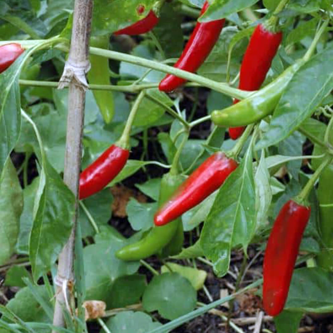 Cheongyang Gochu Seeds