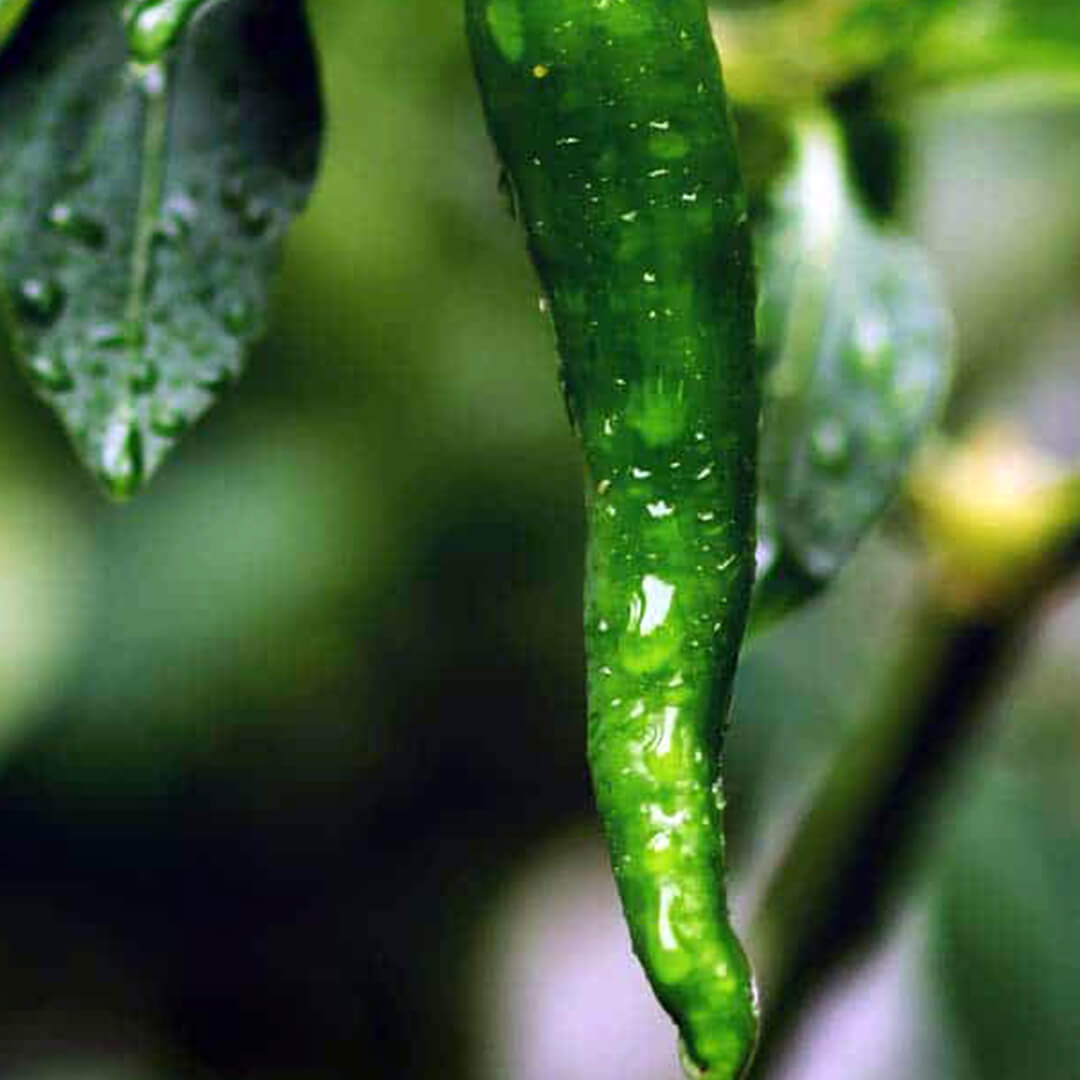 Cheongyang Gochu Seeds