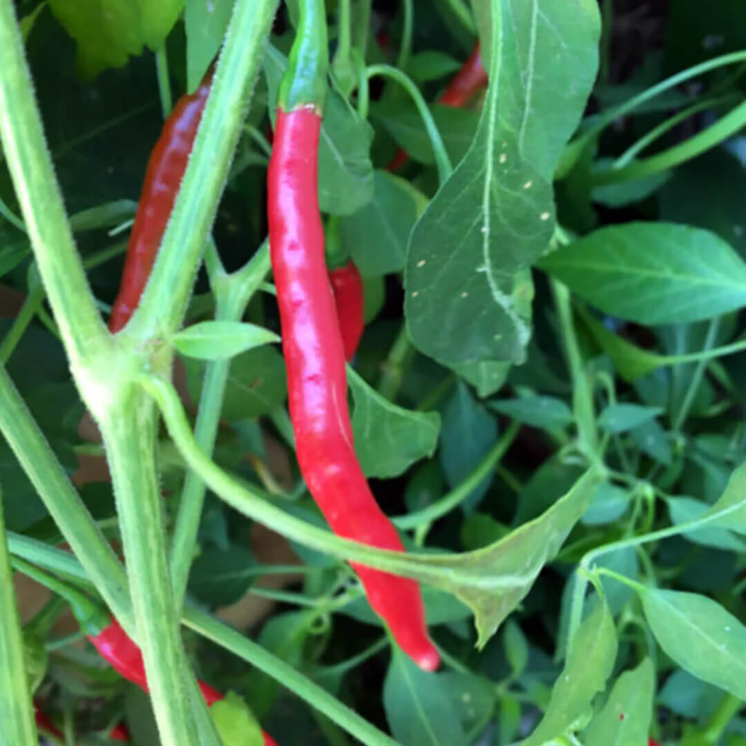 Chile de árbol Seeds