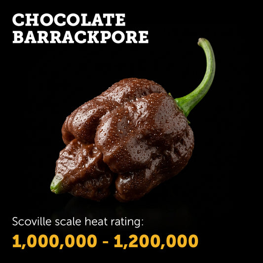 Ripe Chocolate Barrackpore chilli pepper
