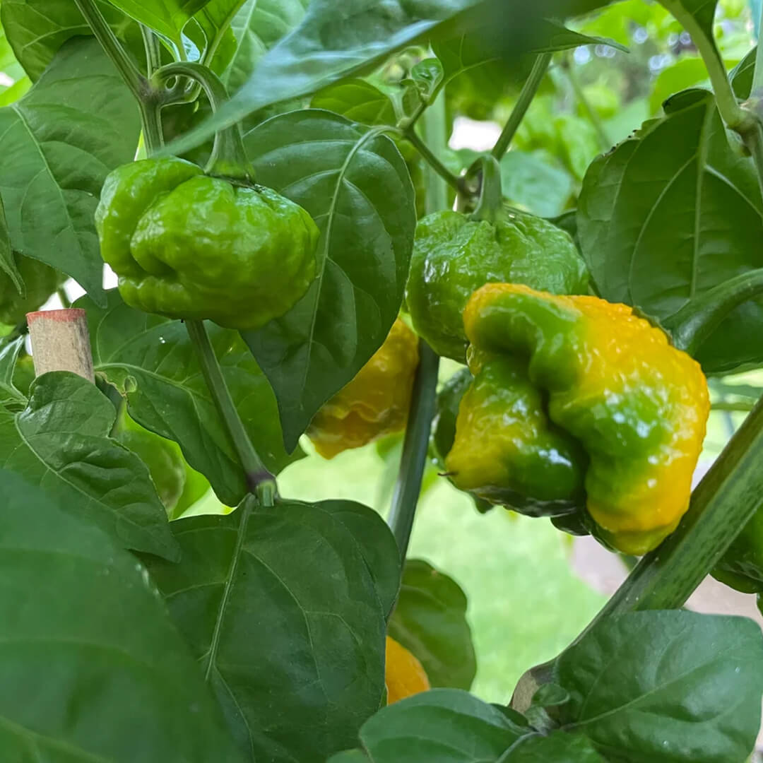 Chocolate Barrackpore Seeds