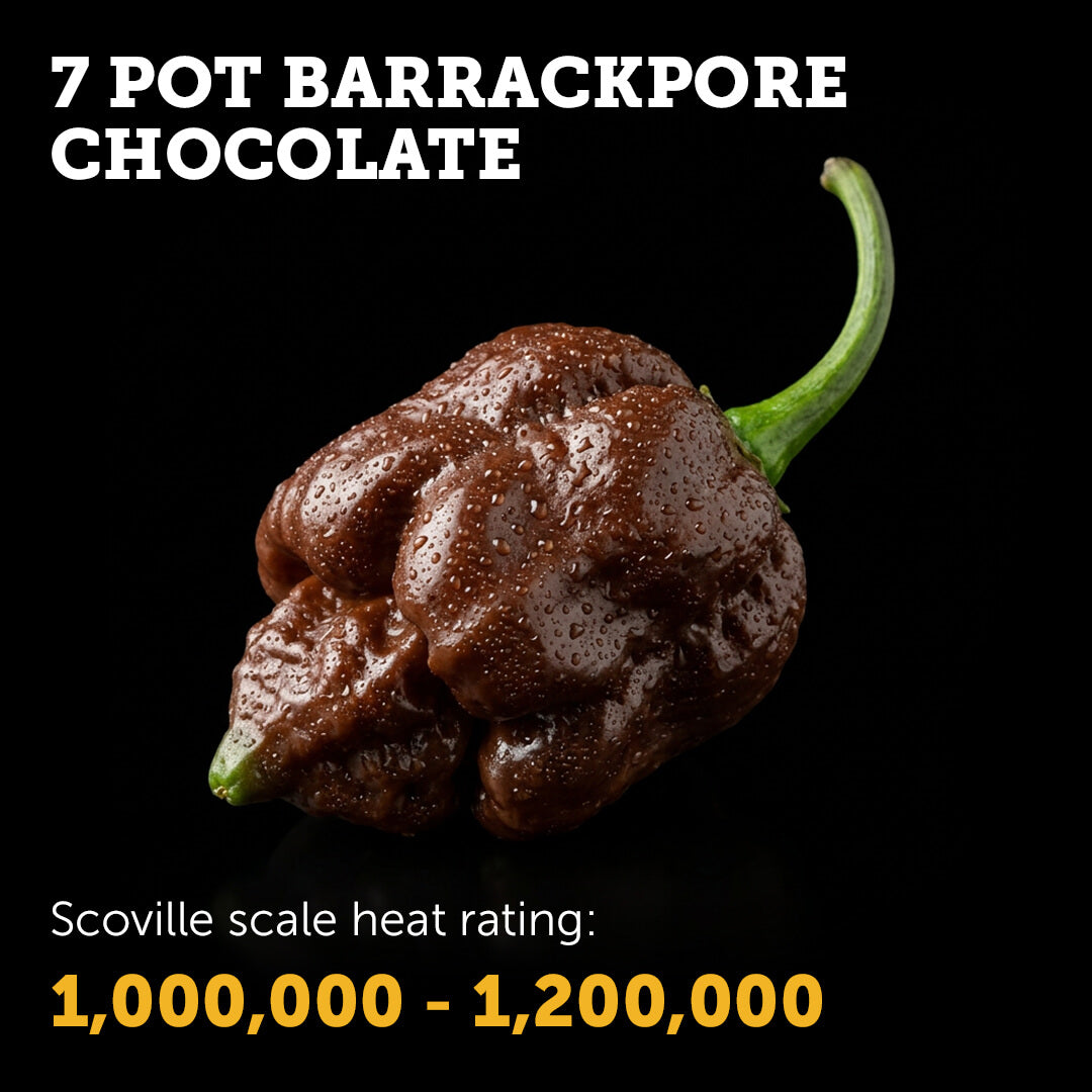 7 Pot Barrackpore (Chocolate) Seeds