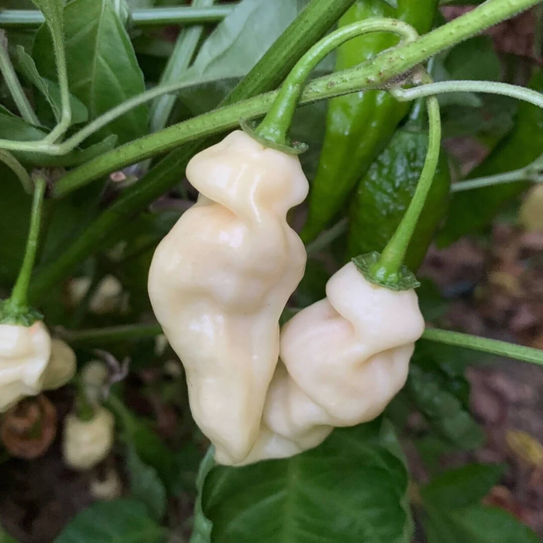 Devil's Tongue (White) Seeds