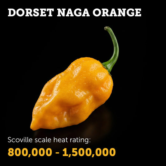 Ripe Orange Dorset Naga chilli pepper