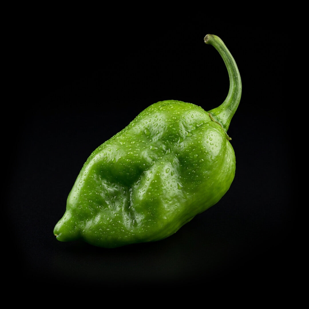 Dorset Naga (Orange) Seeds