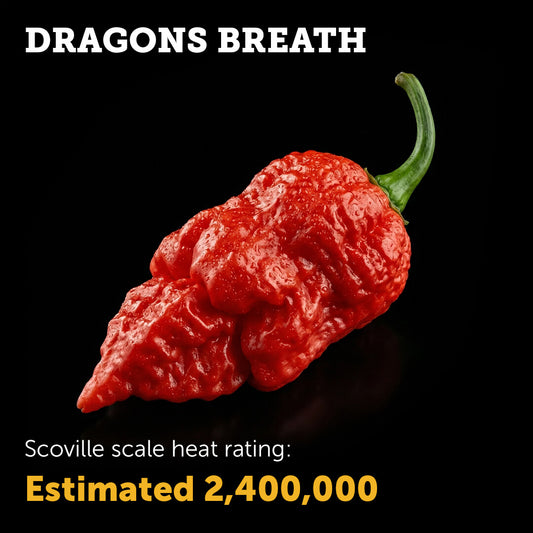 Ripe red Dragon’s Breath chilli pepper