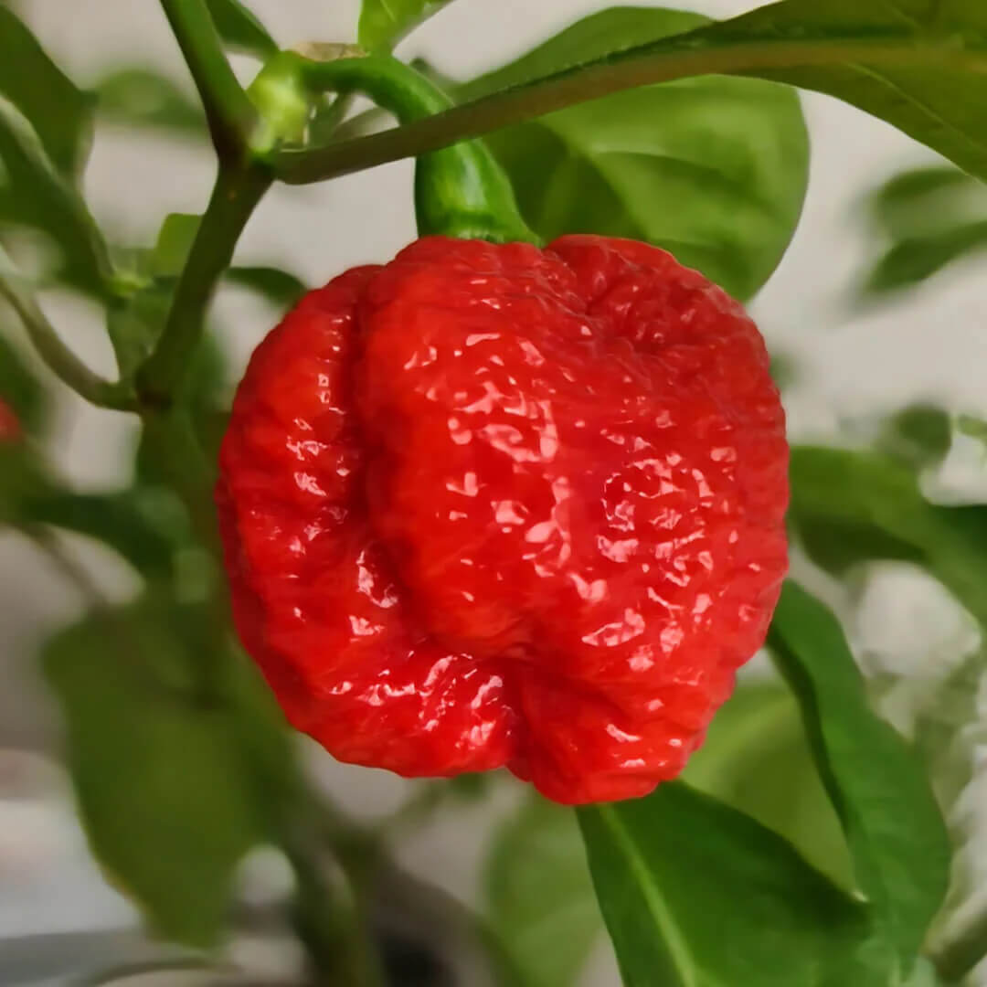 Dragon’s Breath Seeds