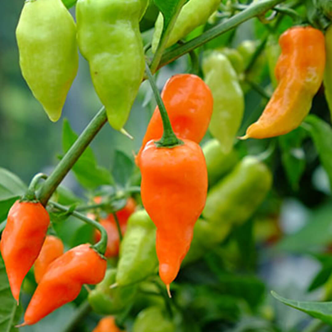 Habanada Seeds