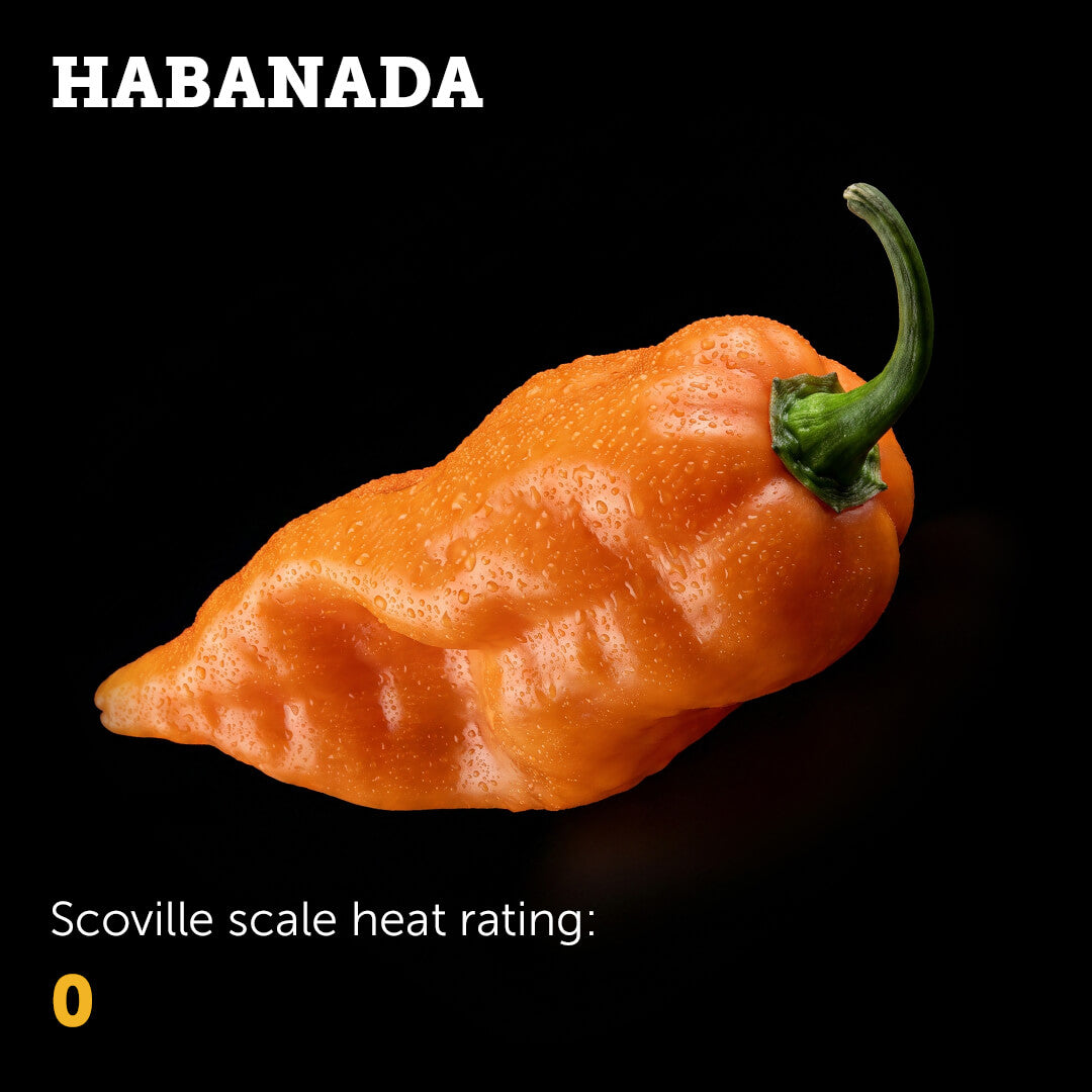 Ripe orange Habanada chilli pepper