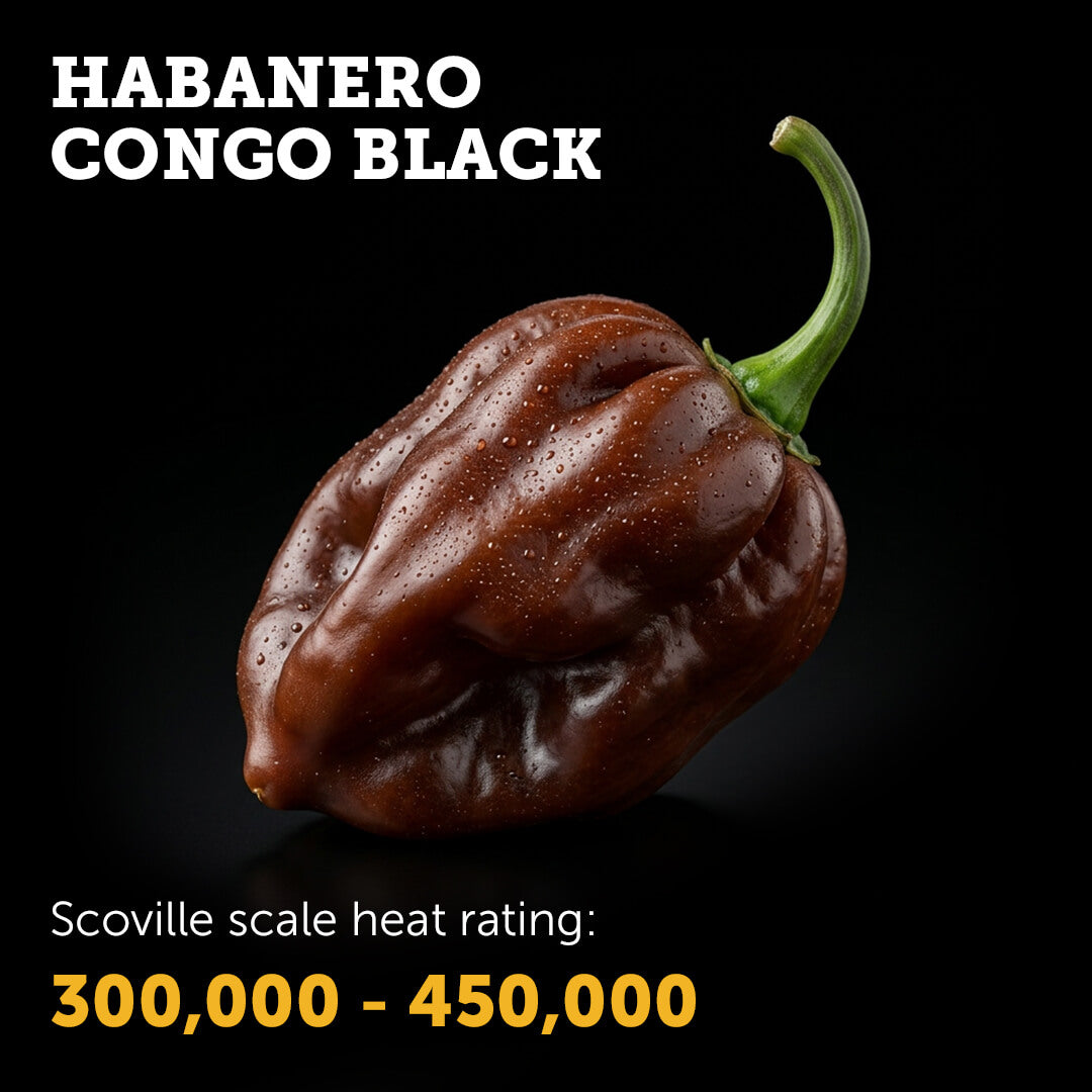 Habanero (Congo Black) Seeds
