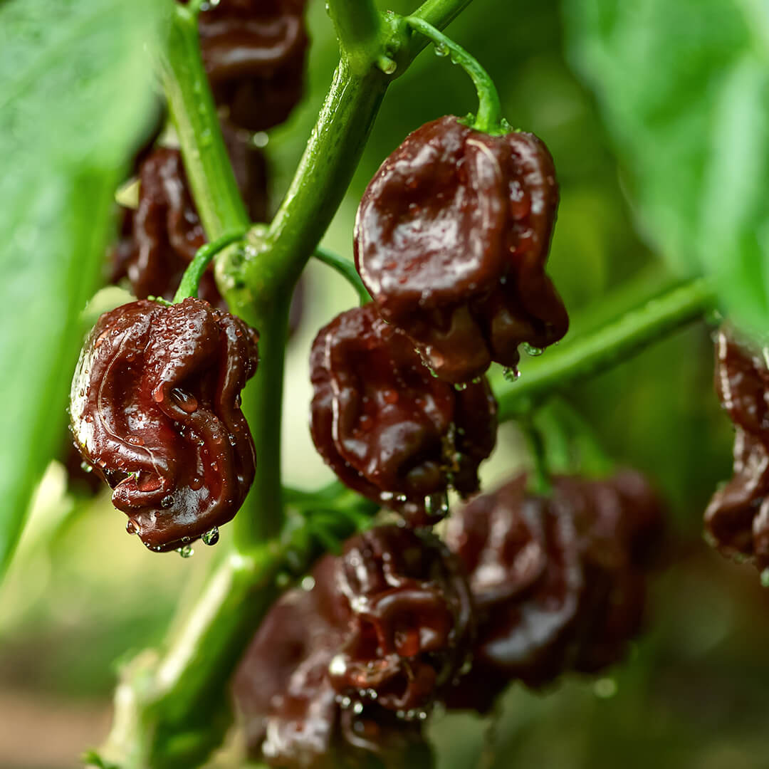 Habanero (Congo Black) Seeds