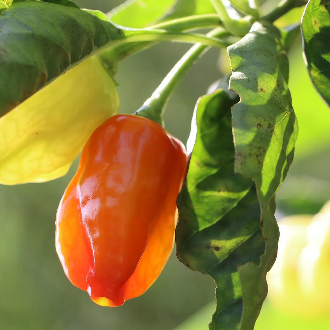 Habanero (Orange) Seeds