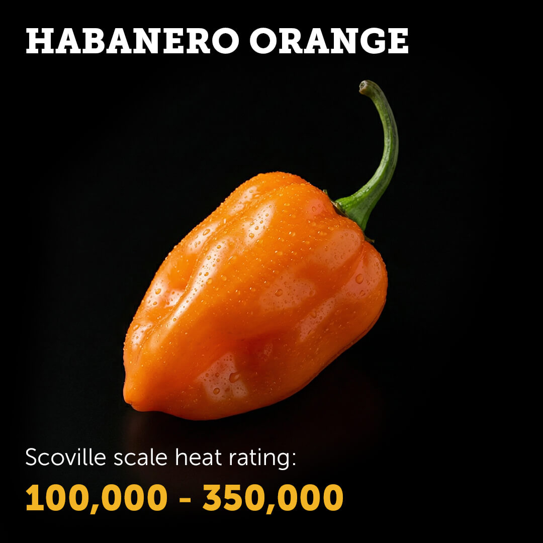 Ripe Orange Habanero chilli pepper