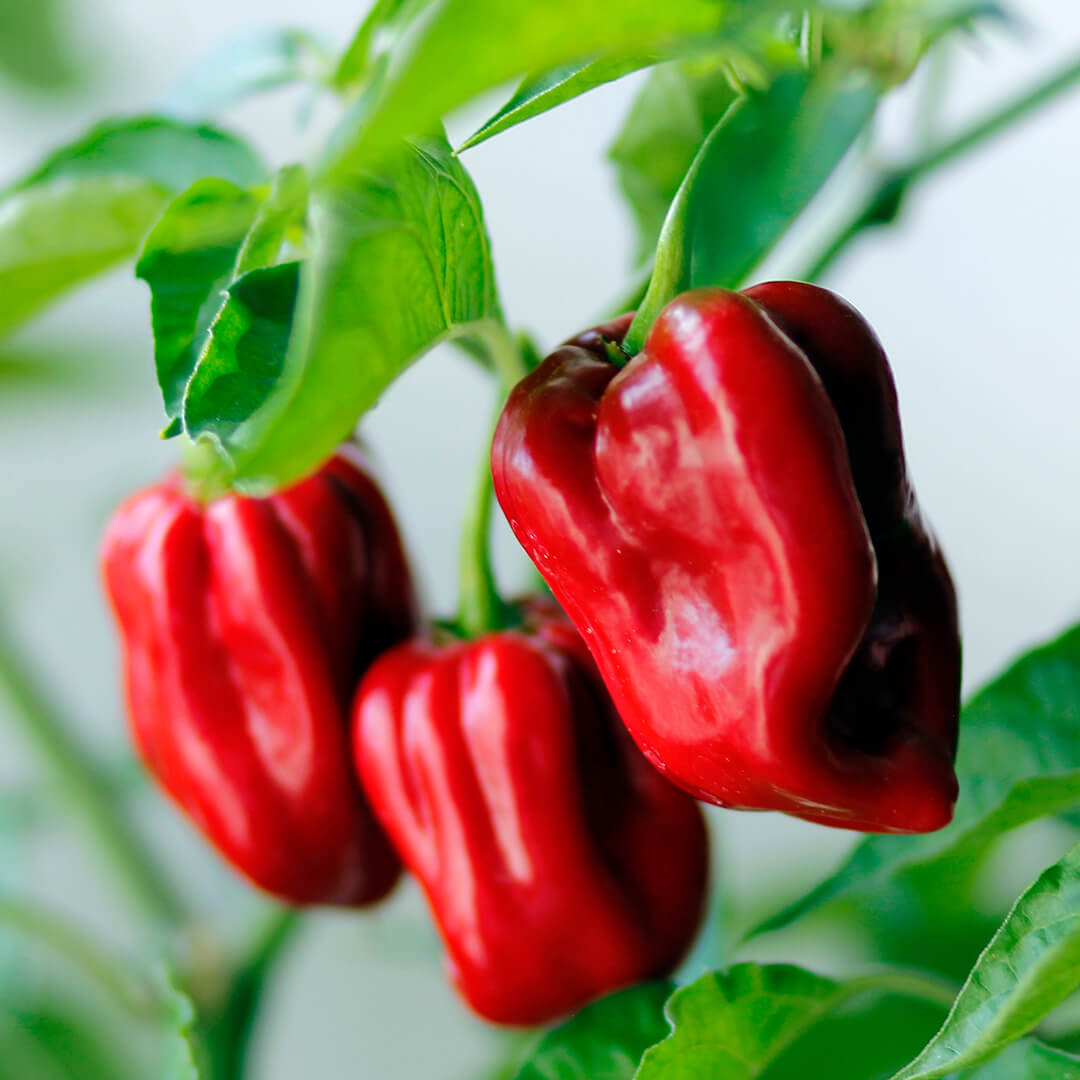 Red Habanero chilli pods developing on the plant