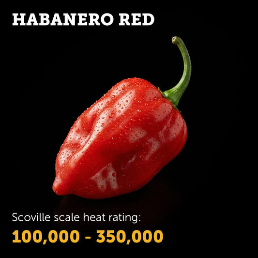 Ripe Red Habanero chilli pepper