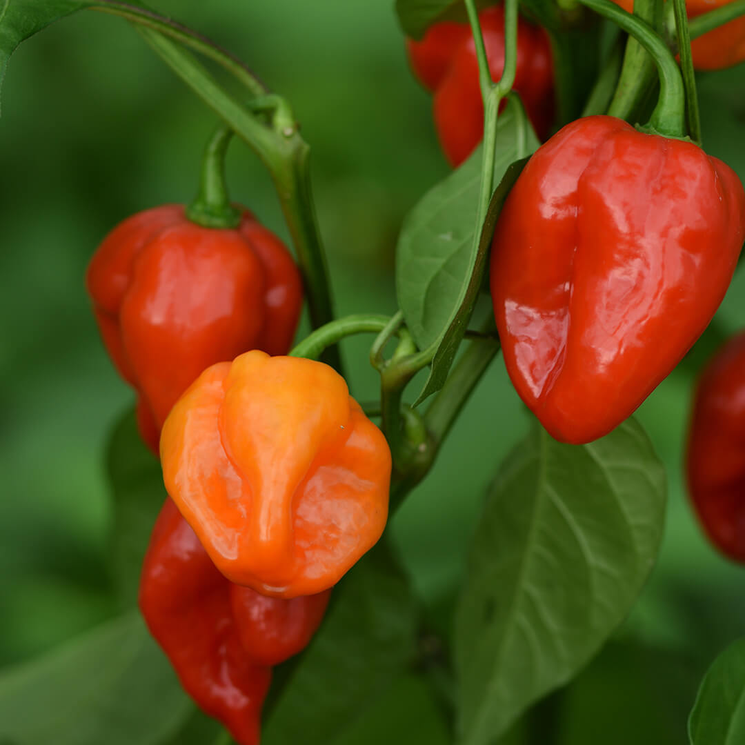 Close-up of Red Habanero chilli pods growing on the plant