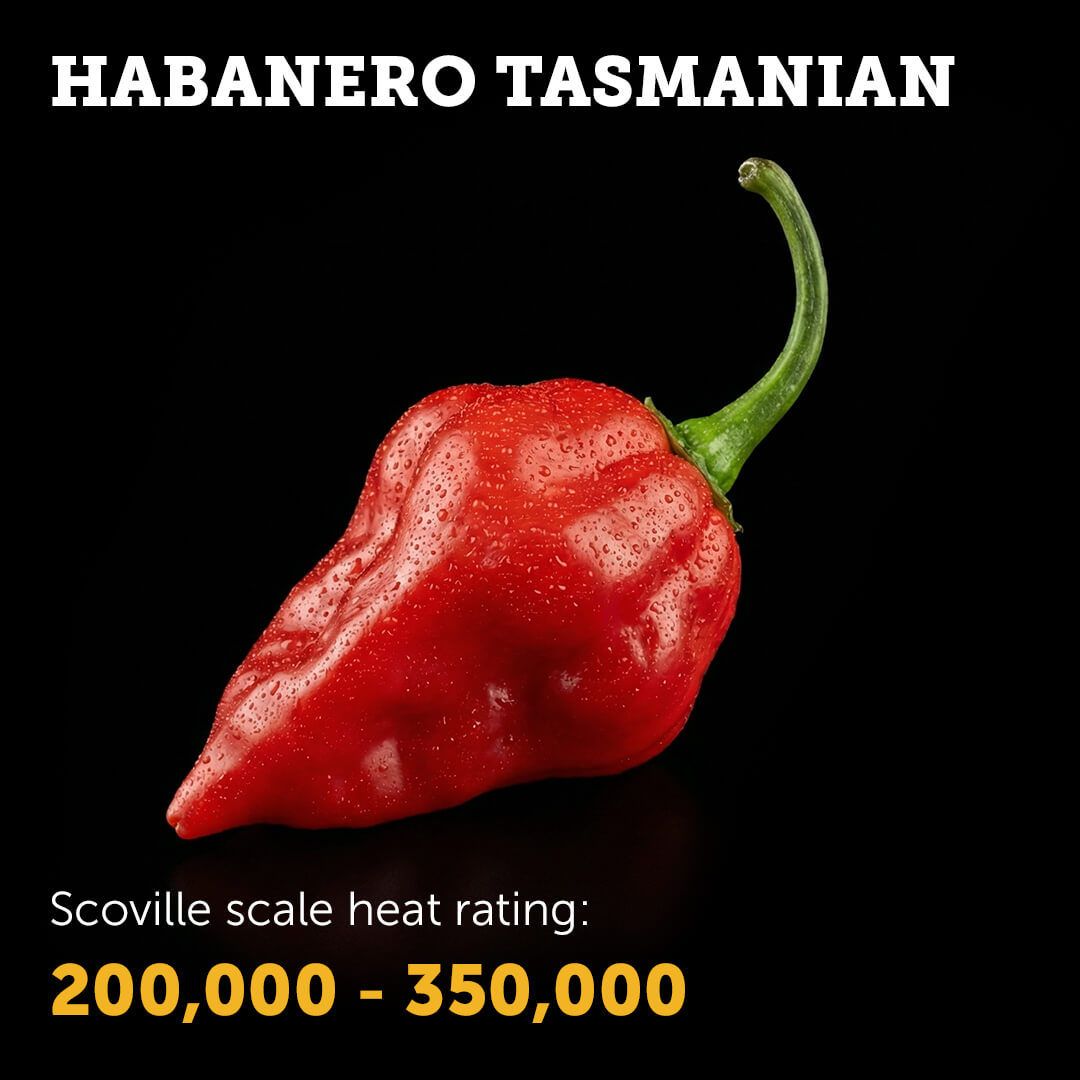 Tasmanian Habanero Seeds