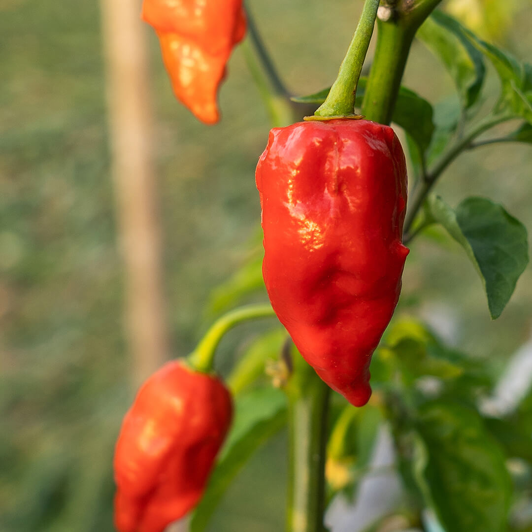Tasmanian Habanero Seeds