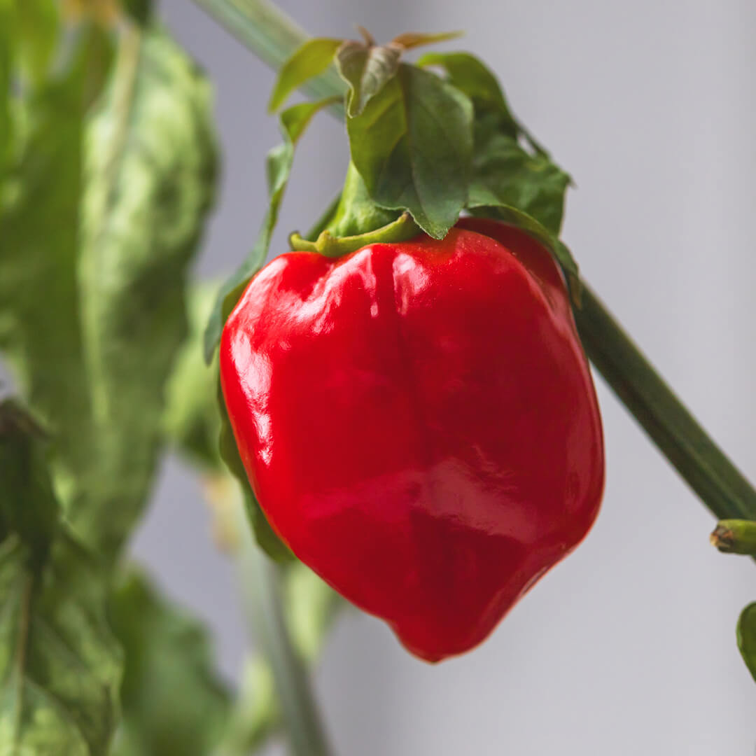 Tasmanian Habanero Seeds
