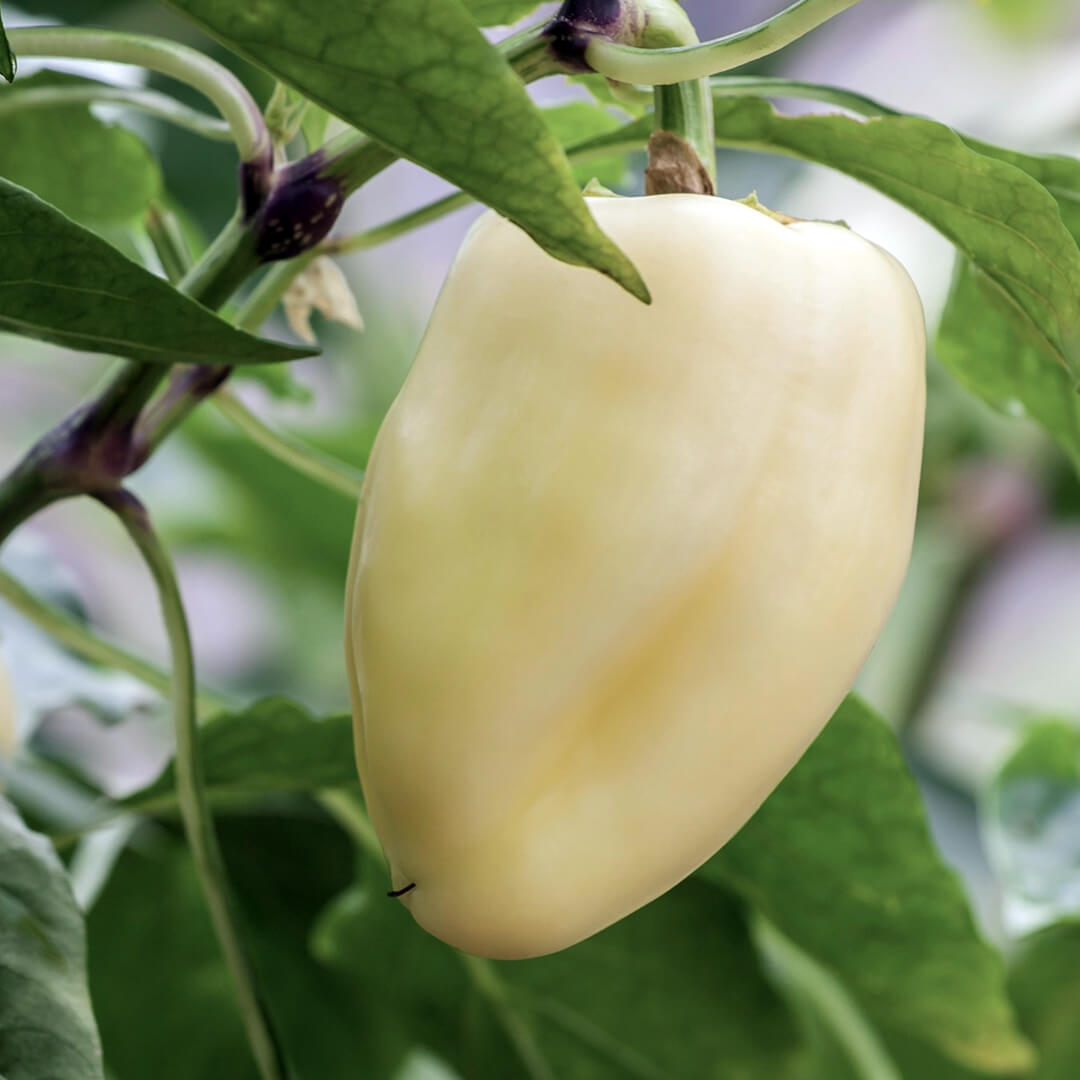Habanero (White) Seeds
