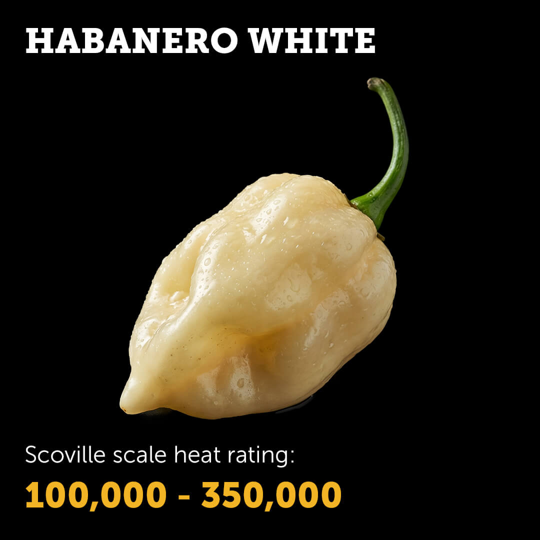 Ripe White Habanero chilli pepper